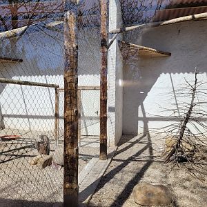 Western Eurasian griffon vulture exhibit -Tierra Rapaz (2024)