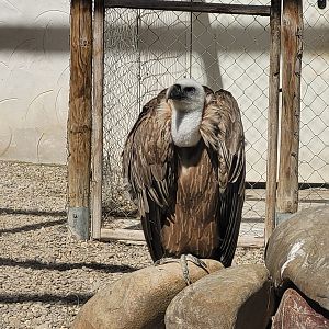 Western Eurasian griffon vulture -Tierra Rapaz (2024)