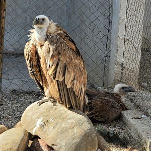 Western Eurasian griffon vulture -Tierra Rapaz (2024)