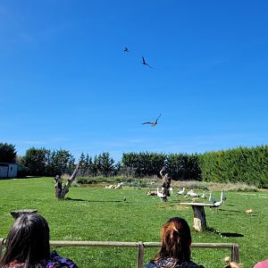 "El Lago del Tiempo" final act -Tierra Rapaz (2024)