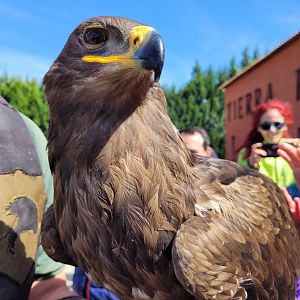 Tawny eagle -Tierra Rapaz (2024)
