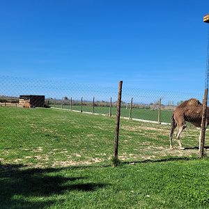 Dromedary and Domestic horse enclosure -Tierra Rapaz (2024)