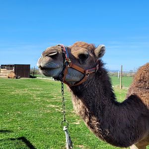 Dromedary -Tierra Rapaz (2024)