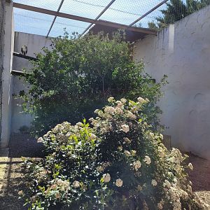 Bonelli's eagle exhibit -Tierra Rapaz (2024)