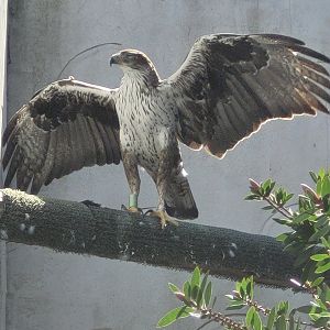 Bonelli's eagle -Tierra Rapaz (2024)