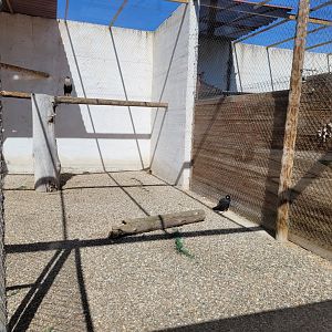 Crested caracara and Stirated caracara exhibit -Tierra Rapaz (2024)