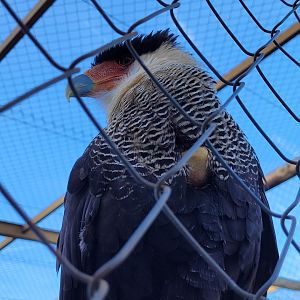 Crested caracara -Tierra Rapaz (2024)