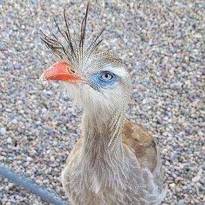 Red-legged seriema -Tierra Rapaz (2024)