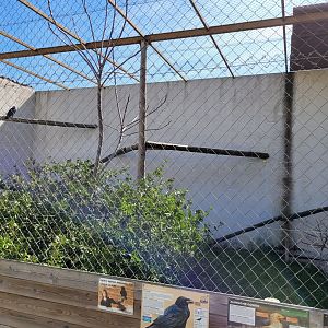 Iberian raven and Western Egyptian vulture exhibit -Tierra Rapaz (2024)