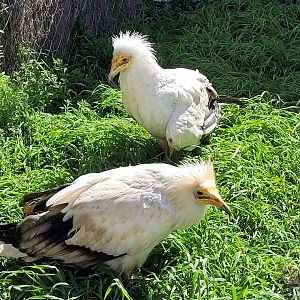 Western Egyptian vultures -Tierra Rapaz (2024)