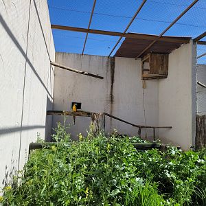 Blue-and-gold macaw exhibit -Tierra Rapaz (2024)