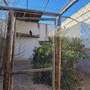 Iberian golden eagle exhibit -Tierra Rapaz (2024)