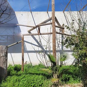 Short-toed snake-eagle exhibit -Tierra Rapaz (2024)