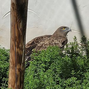 Short-toed snake-eagle -Tierra Rapaz (2024)