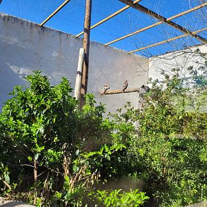 Booted eagle exhibit -Tierra Rapaz (2024)