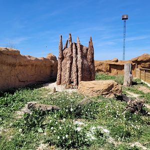 Banded mongoose exhibit -Tierra Rapaz (2024)
