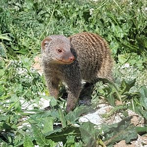 Banded mongoose -Tierra Rapaz (2024)