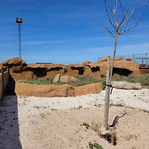 Meerkat exhibit -Tierra Rapaz (2024)