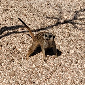 Meerkat -Tierra Rapaz (2024)