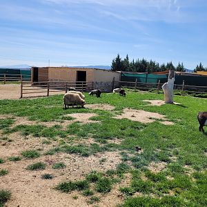 Farm exhibit -Tierra Rapaz (2024)