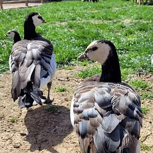 Barnacle goose -Tierra Rapaz (2024)