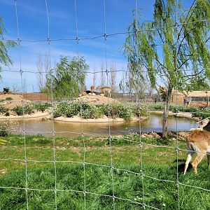 Kafue flats lechwe and Grant's zebra exhibit -Tierra Rapaz (2024)