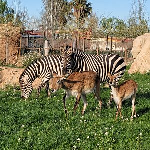 Kafue flats lechwe and Grant's zebras -Tierra Rapaz (2024)
