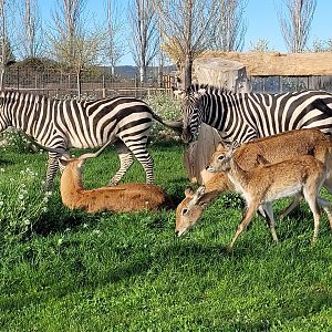 Kafue flats lechwe and Grant's zebras -Tierra Rapaz (2024)