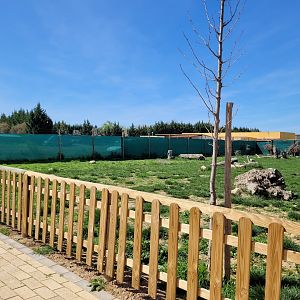 Bennett's wallaby, Swamp wallaby, Emu and African spurred tortoise exhibit -Tierra Rapaz (2024)