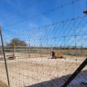 Dromedary exhibit -Tierra Rapaz (2024)