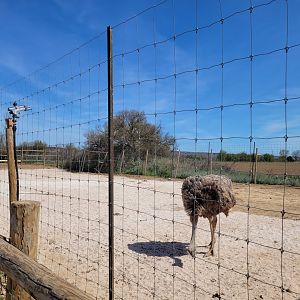 Common ostrich exhibit -Tierra Rapaz (2024)