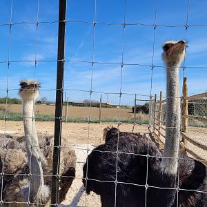 Common ostriches-Tierra Rapaz (2024)