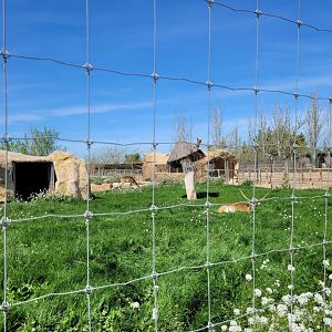 Kafue flats lechwe and Grant's zebra exhibit -Tierra Rapaz (2024)