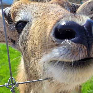 Kafue flats lechwe -Tierra Rapaz (2024)