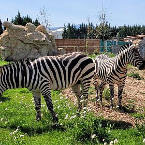 Grant's zebras -Tierra Rapaz (2024)