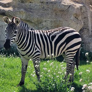 Grant's zebra -Tierra Rapaz (2024)