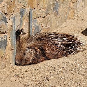 Crested porcupine -Tierra Rapaz (2024)