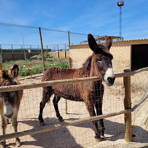 Domestic donkey exhibit -Tierra Rapaz (2024)