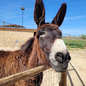 Zamorano-Leonés donkey -Tierra Rapaz (2024)
