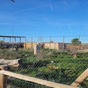 Serval exhibit -Tierra Rapaz (2024)