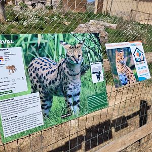 Serval signae -Tierra Rapaz (2024)