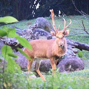 Burmese Thamin (Panolia eldii thamin)