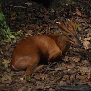 Southern Red Muntjac (Muntiacus muntjak)