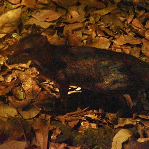 Lesser Mousedeer (Tragulus kanchil)
