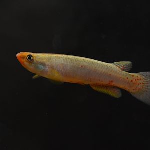 Rio Chucunaque killifish (Cynodonichthys chucunaque)