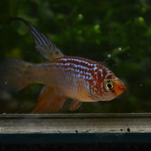 Rio Tocantins killifish (Maratecoara formosa)