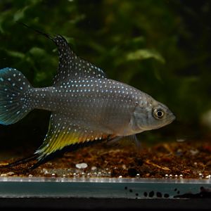 Rio Preto killifish (Hypsolebias faouri)