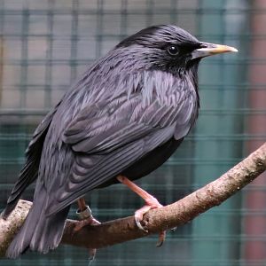 Spotless starling (Sturnus unicolor)