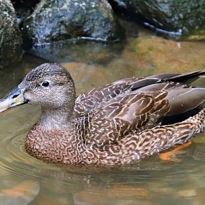 Hawaiian duck (Anas wyvilliana)