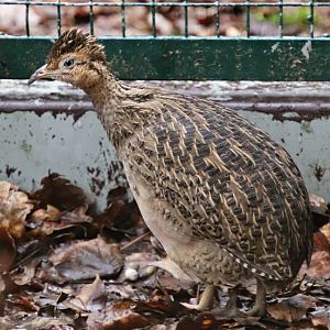 Chilean tinamou (Nothoprocta perdicaria)